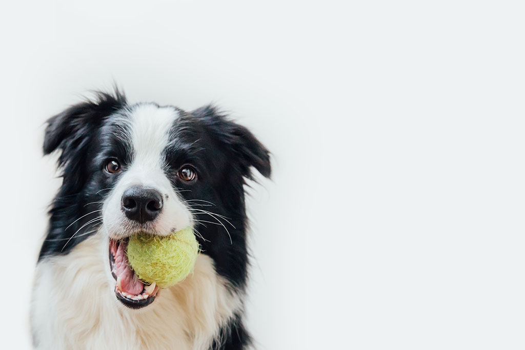 AAHA Memorial Animal Hospital