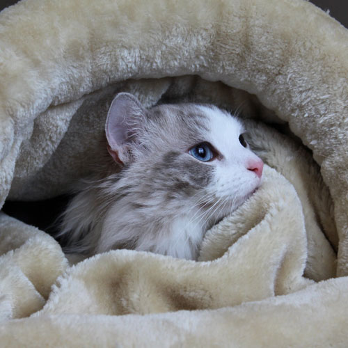 Feline Friendly Memorial Animal Hospital