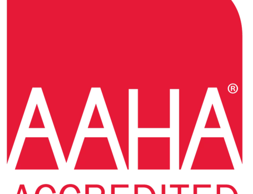 AAHA-Accredited Clinics Provide the Gold Standard of Pet Care