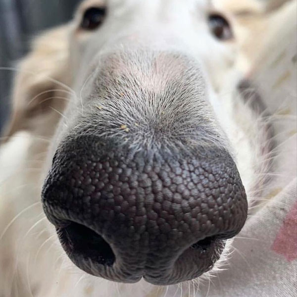 Careers Memorial Animal Hospital