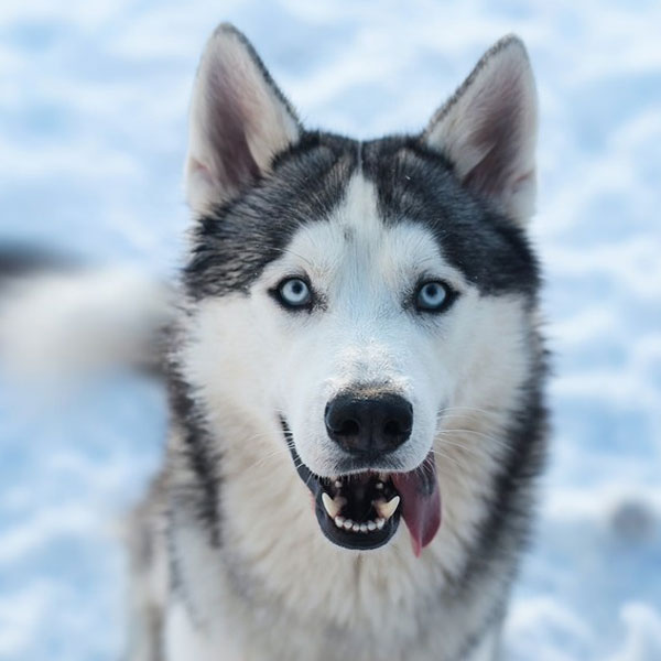 Home Memorial Animal Hospital