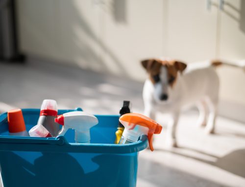 What’s Lurking In Your Home: Pet Dangers That May Surprise You