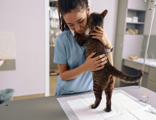 Defend Against Disease: Routine Pet Wellness Care