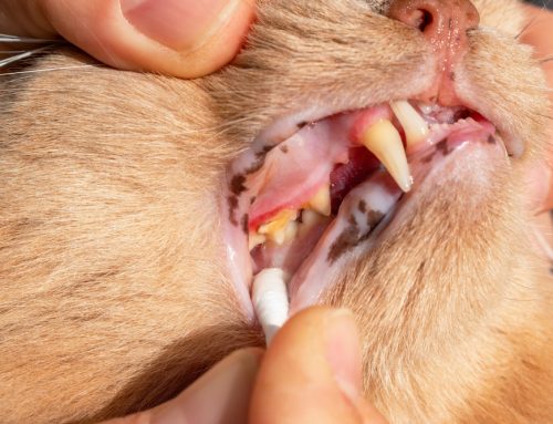 Understanding Resorptive Lesions in Cats