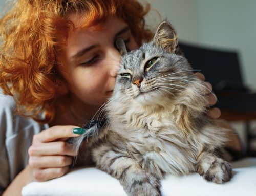 Celebrating Happy Cat Month: Top Tips for a Healthy, Happy Feline