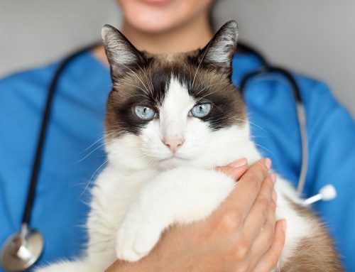 Licensed Veterinary Technicians: The Backbone of Your Pet’s Health Care Team