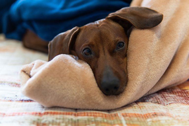 Warning Signals: Health Signs You Should Never Ignore In Your Pet