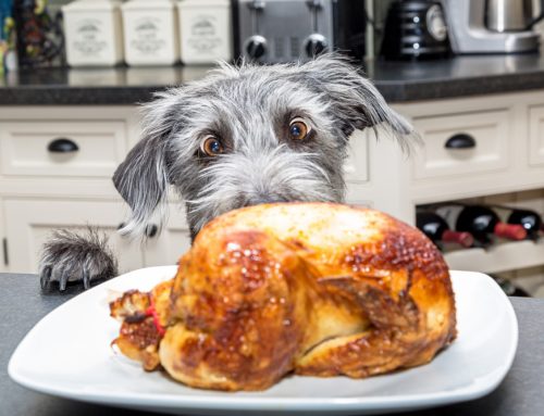 Happy Tails and Turkey: Your Pet-Friendly Guide to a Safe Thanksgiving