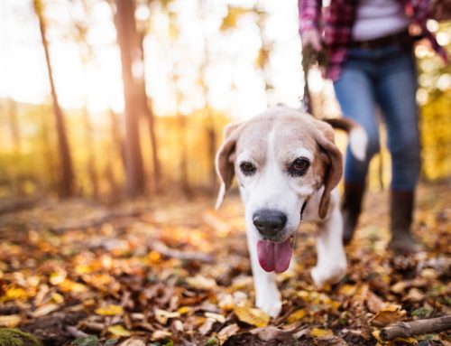 Understanding the Changes: Caring for Your Aging Pet’s Health and Well-being