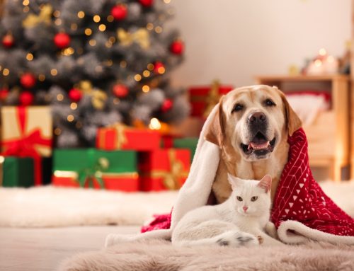 Holiday Pet Safety Tips You Can’t Ignore!